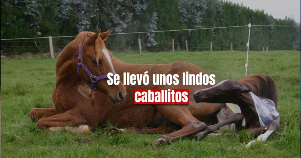 Un hombre fue detenido por robarse tres caballos 