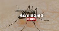 El Ministerio de Salud informó que se registró un descenso en casos de dengue