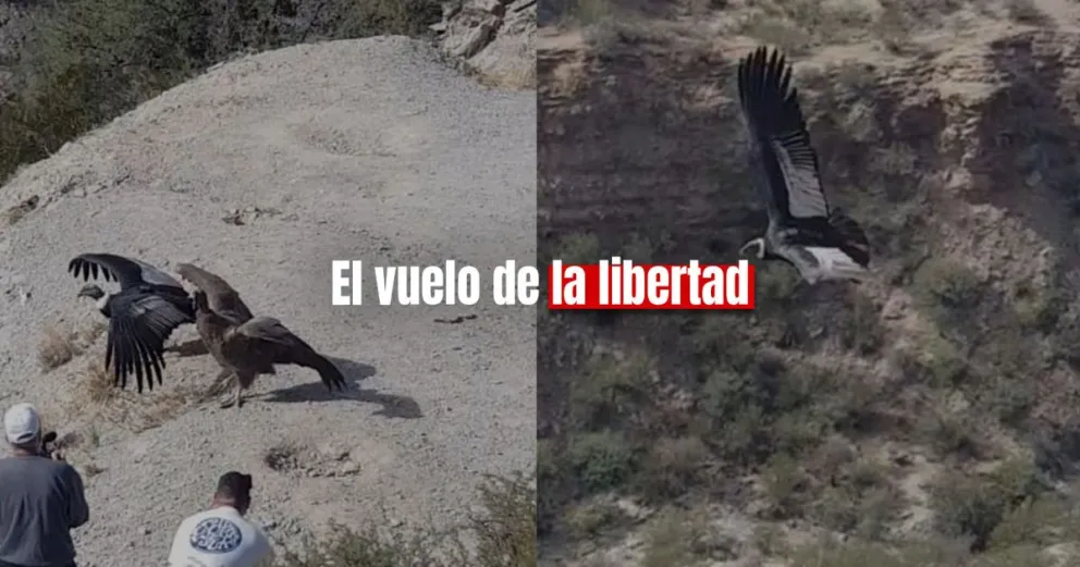 Liberaron a dos cóndores en la Cuesta de Huaco