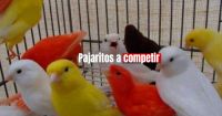 Los ganadores de la Selectiva Provincial de Canaricultores pasarán a una competencia nacional 