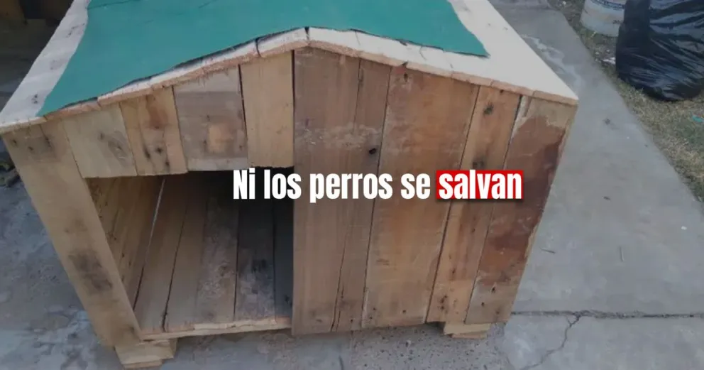 Un ladrón robó la casita de un perro callejero 