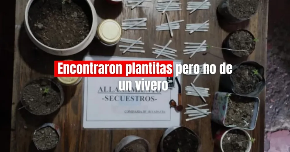 Buscaban cosas robadas y encontraron 25 plantines de droga 