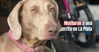 Encontraron a una perrita degollada en La Plata y su dueña busca justicia 