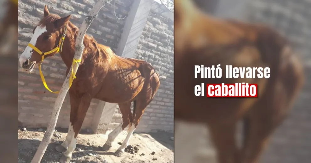 Ladrones robaron en una casa y se llevaron un caballo 