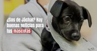 Continúa la castración de perros y gatos en Jáchal