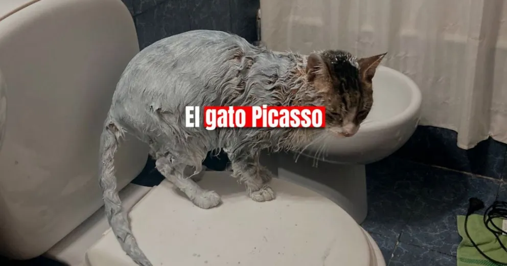 Su gato cayó dentro de una lata con pintura y mostró cómo logró salvarlo